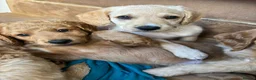 Mixed Breed dogs for sale: ONLY 2 LEFT Double Doodle Puppies (Cockadoodles) - Advert 16