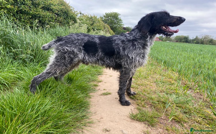 German Longhaired Pointer dogs - Advert 1