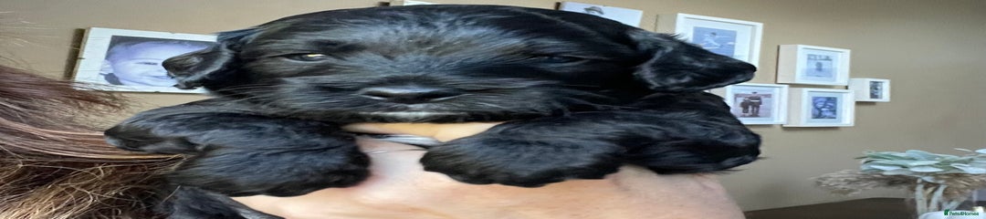 Cockapoo Puppy 2