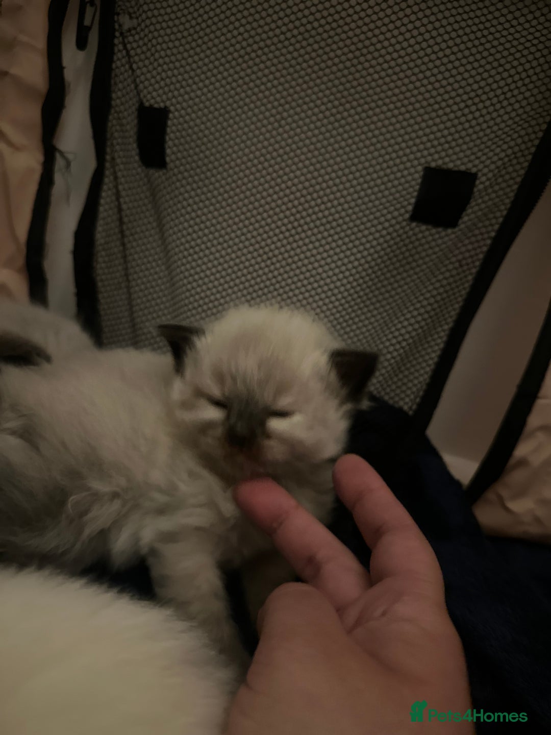 Ragdoll cats for sale: Ragdoll mix  - Advert 3