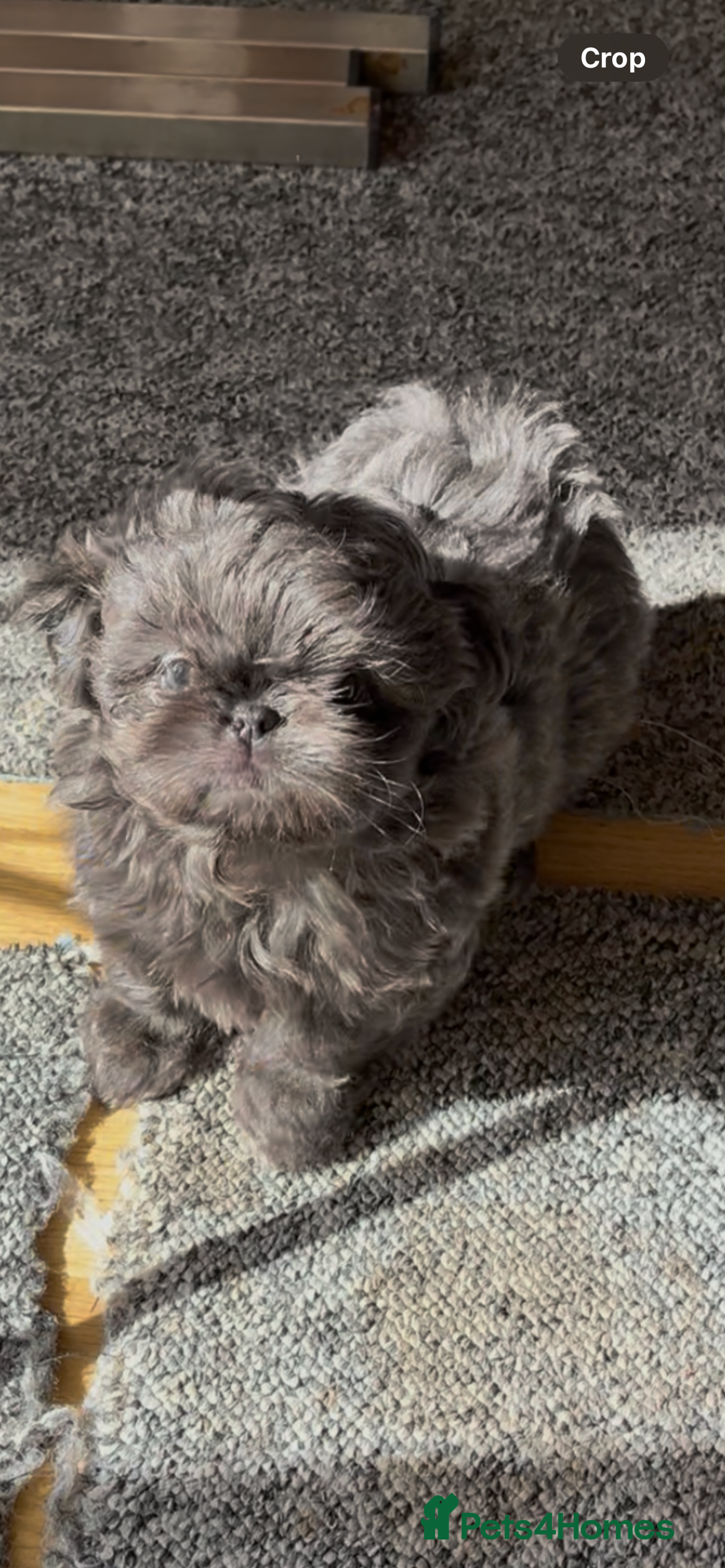 Shih Tzu dogs Imperial ShihTzu puppy  - Advert 8