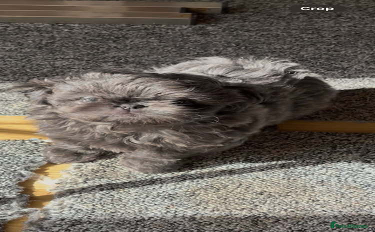 Shih Tzu dogs - Advert 2