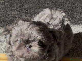 Shih Tzu dogs - Advert 1