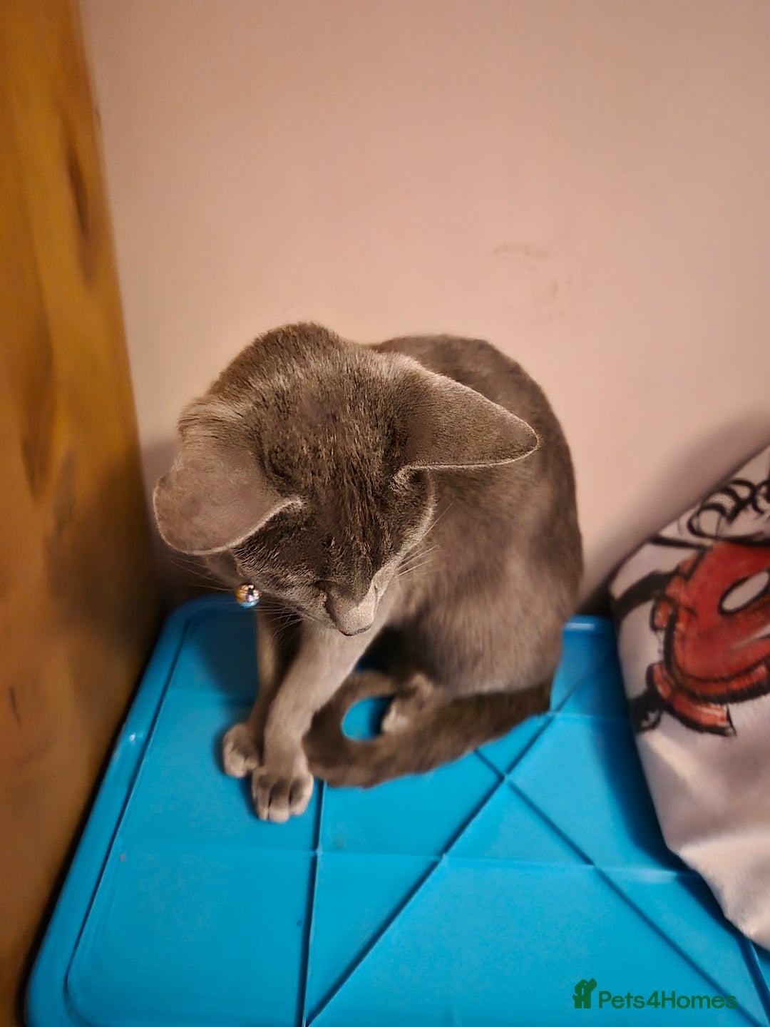 Oriental cats for sale: Beautiful blue/gray oriental kittens - Advert 28