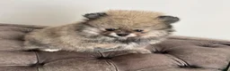 Pomeranian dogs for sale: Three Female Pomeranians  in Worthing - Advert 4