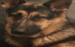 Mixed Breed dogs for sale: German shepherd x Alaskan malamute - Image 10