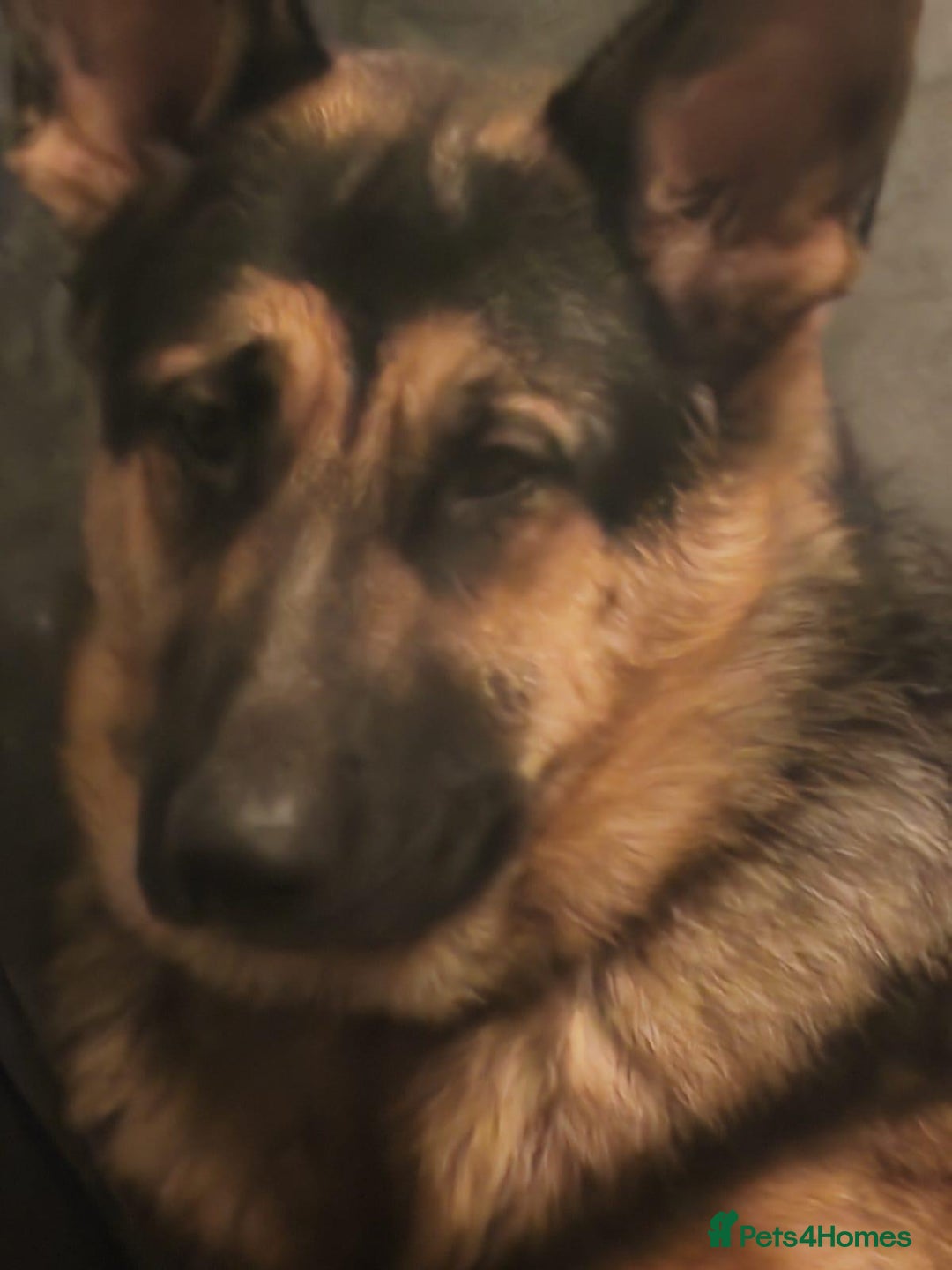Mixed Breed dogs for sale: German shepherd x Alaskan malamute - Image 10