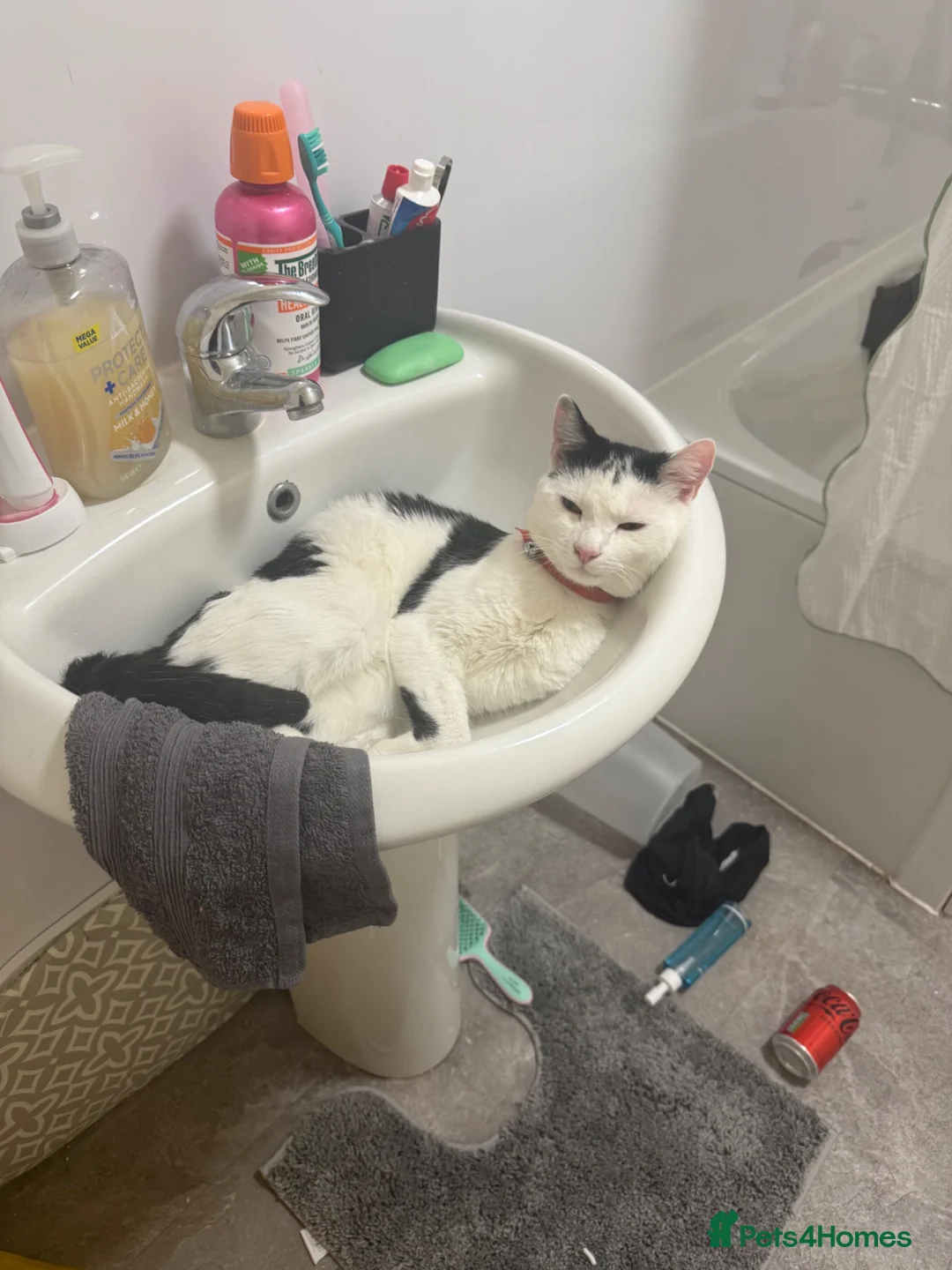 Mixed Breed cats for sale: Beautiful Tabby Oreo  - Advert 8