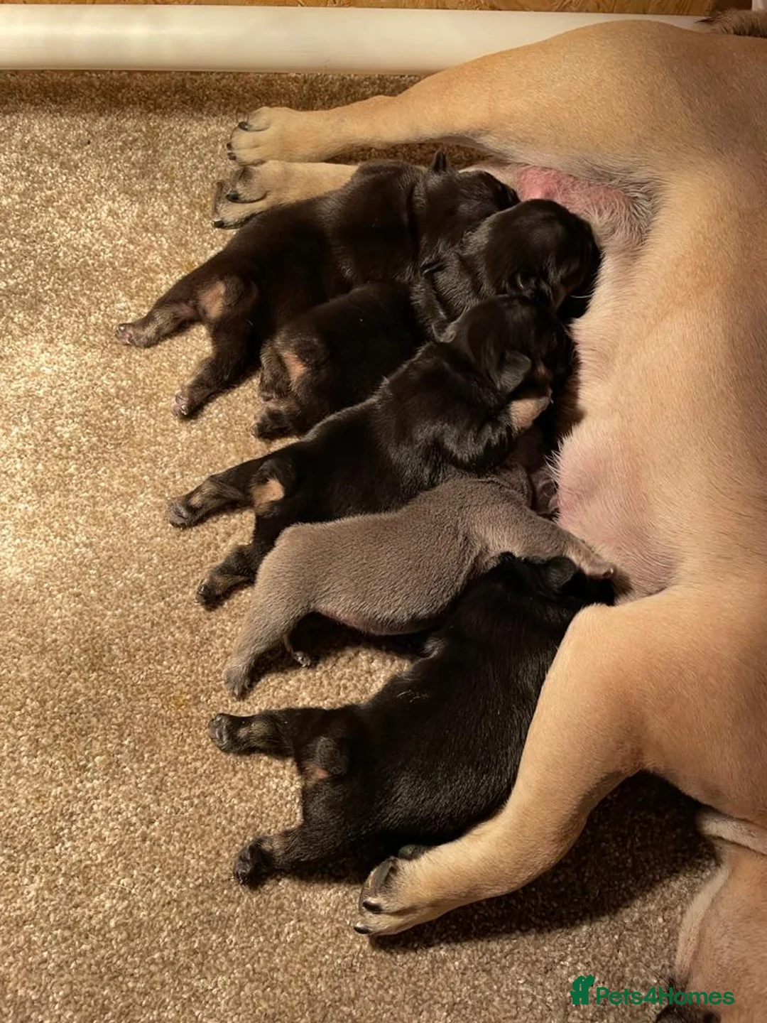 French Bulldog dogs for stud: RFG-FBCE-BVA LILAC & TAN KC French Bulldog studs  in Darlington - Advert 13