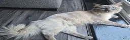 Ragdoll cats for sale:  7 Beautiful Ragdoll Boys 💝🐺 - Advert 6