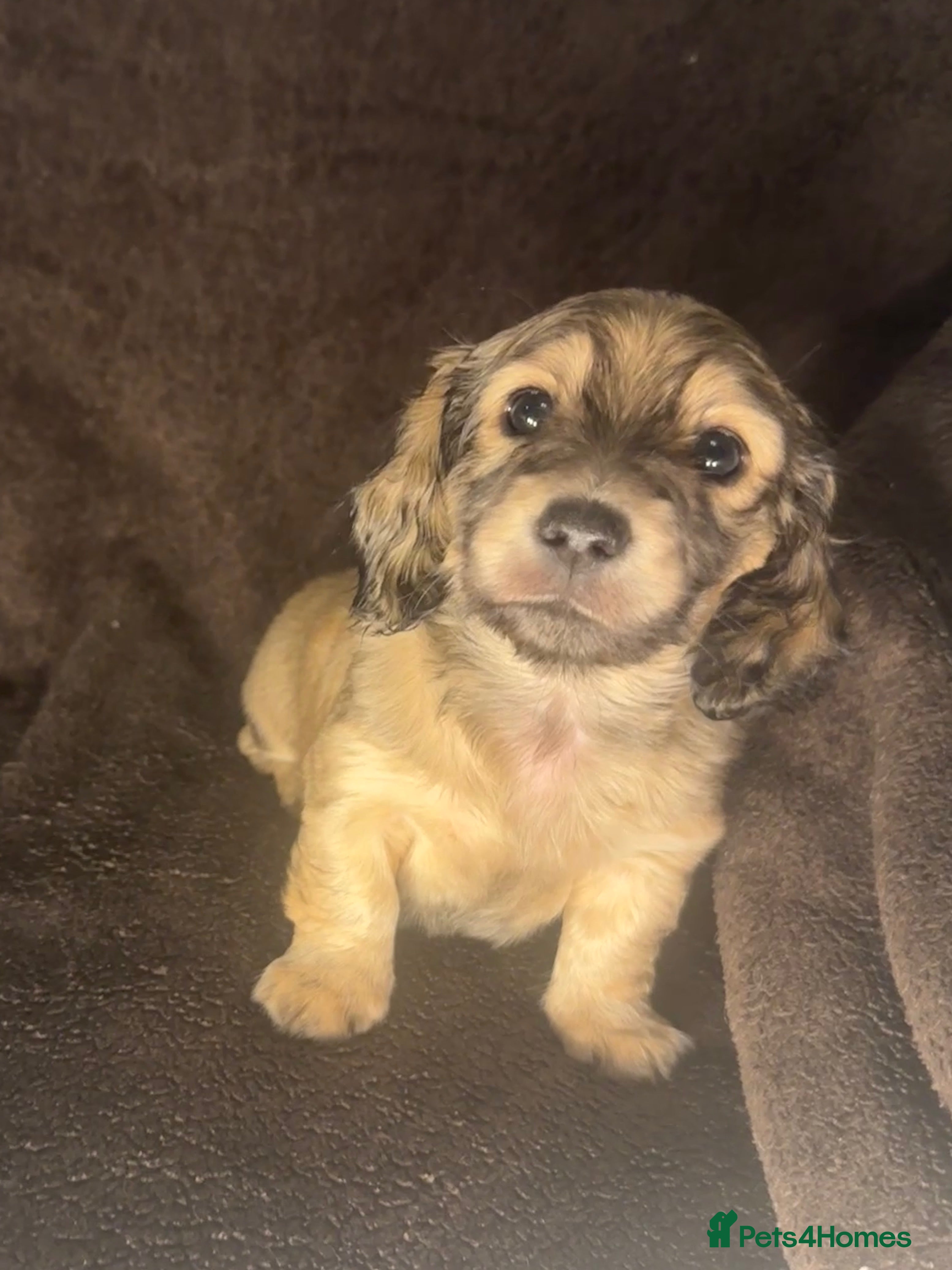 Miniature Dachshund dogs Long haired dachshund pups - 2 shaded cream left - Advert 6