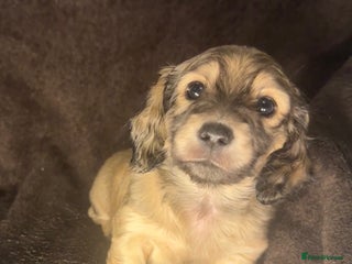 Miniature Dachshund dogs Long haired dachshund pups - 2 shaded cream left - Advert 6