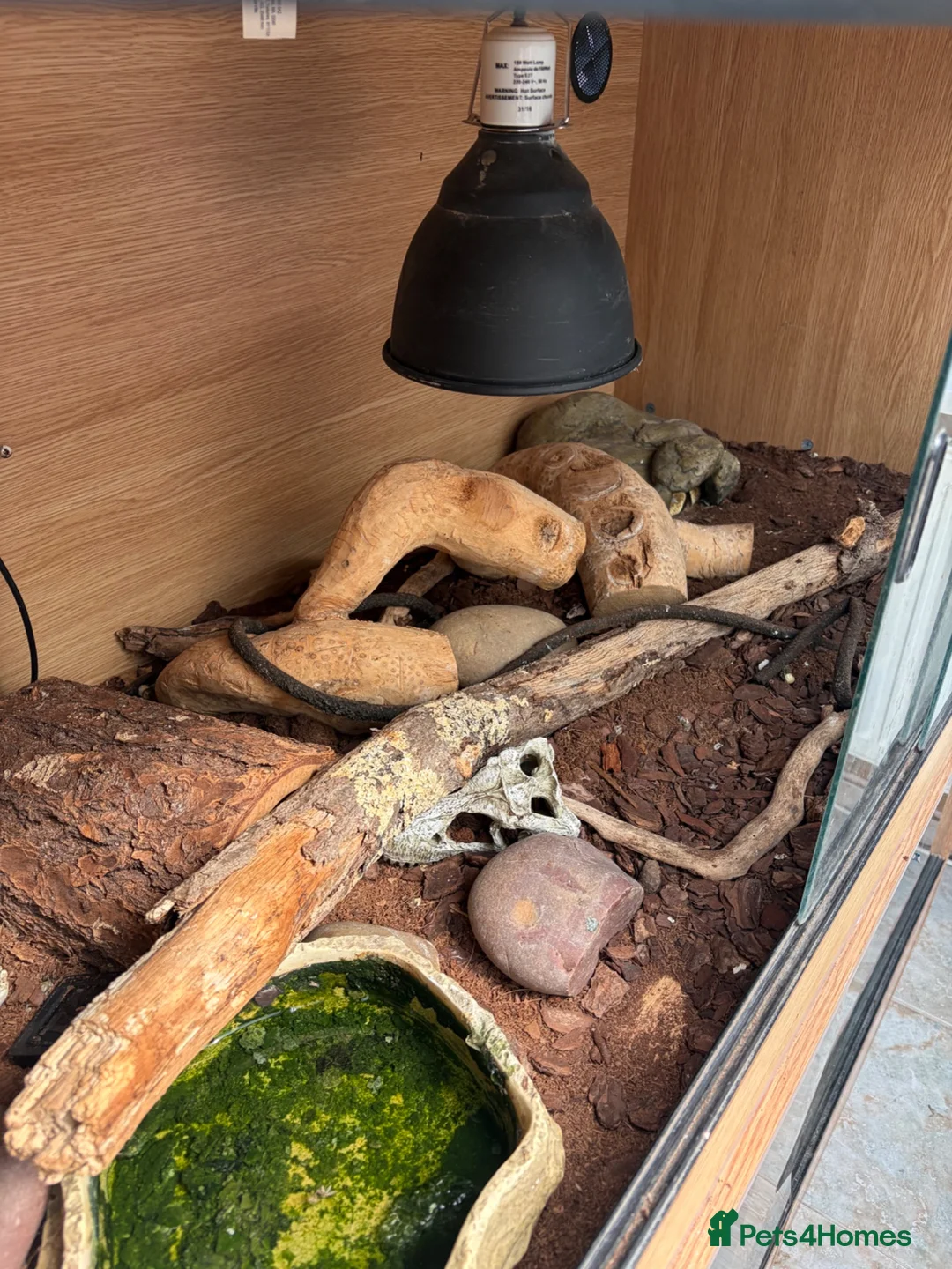 Python Snake reptiles for sale: 2 royal pythons and full set up in Eastbourne - Advert 8