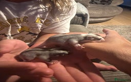 Sugar Glider rodents for sale: Pair of Male Sugar Glider Babies - Image 7