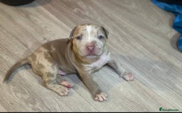 Mixed Breed dogs for sale: Olde Tyme Bulldog x American Staffordshire Pups - Image 11
