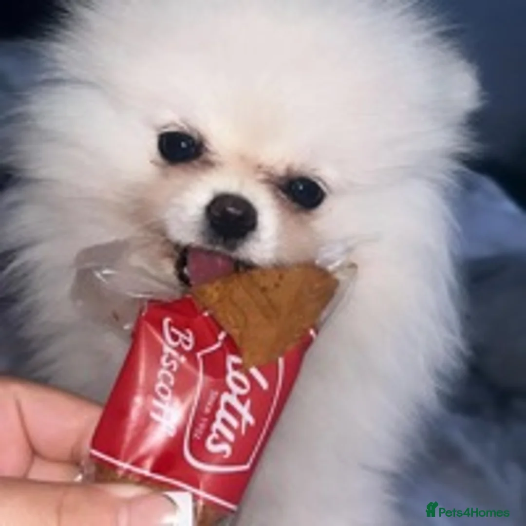 Pomeranian dogs for stud: 1.9kg tiny Proven Ukraine import stud kc reg  in Ferryhill - Advert 12