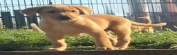 Labrador Retriever dogs for sale: Working Labrador Puppies  - Advert 11