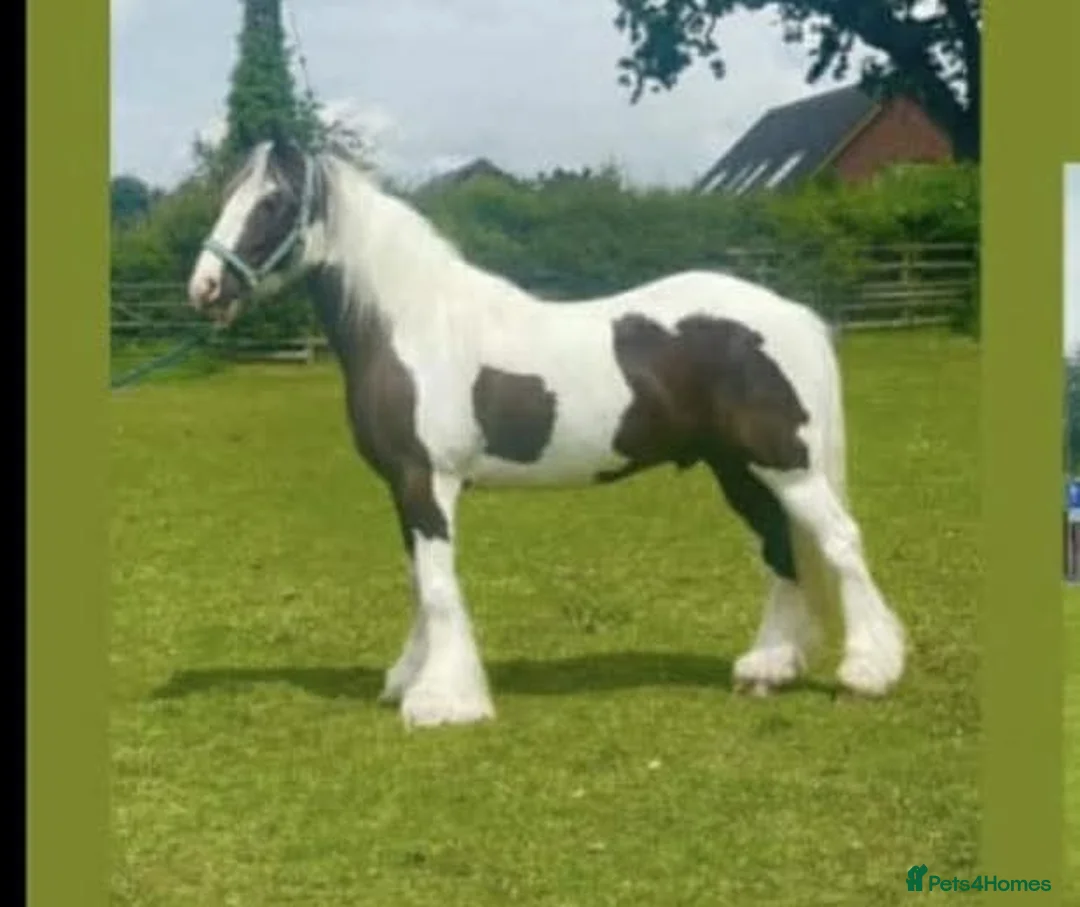 Irish Cob horses for sale: Traditional Cob - Advert 1