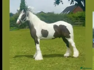 Irish Cob horses Traditional Cob - Advert 3