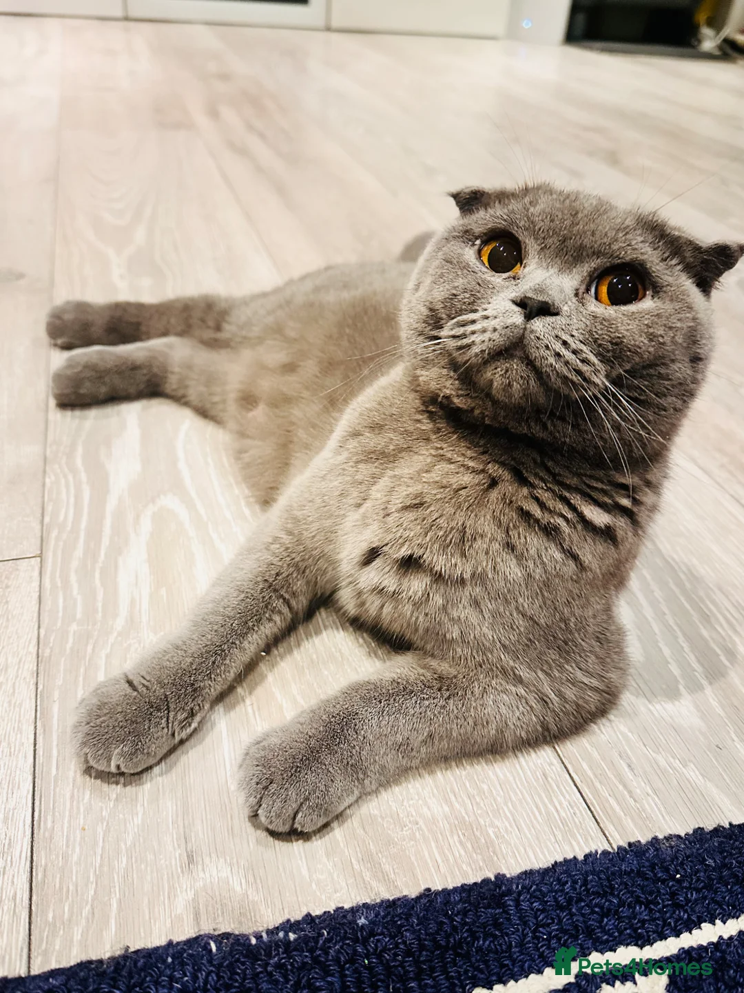 Scottish Fold cats for sale: Beautiful quarter Scottish Fold/ 3/4 BSH in Harrow - Advert 2