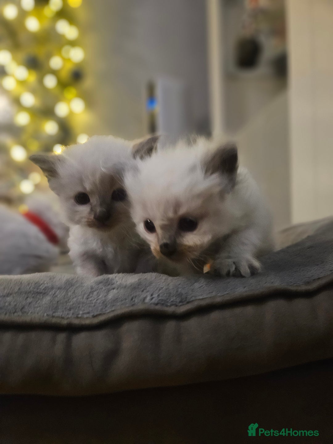 Ragdoll cats for sale: Baby girl and boy ragdoll kittens - Advert 6