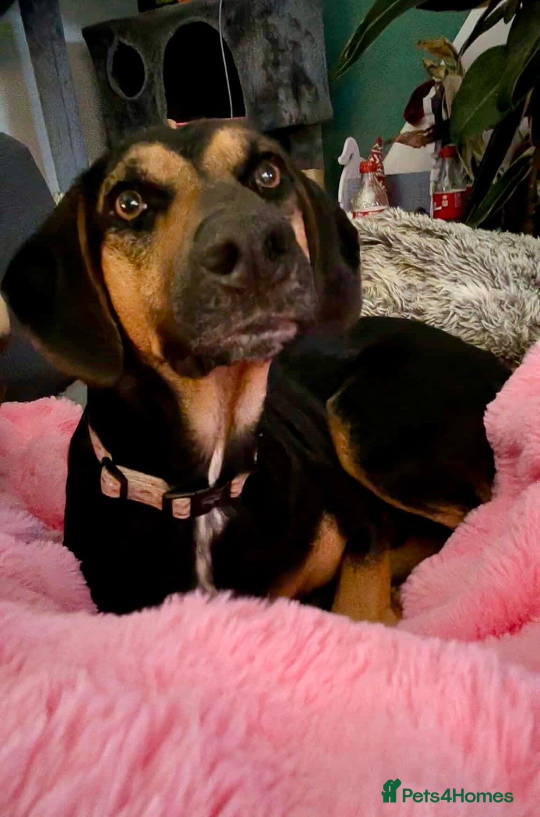 Mixed Breed dogs for adoption: ❤️ Deuce This beautiful soul has come so far… ❤️ - Advert 2