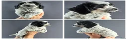 Cockapoo dogs for sale: BLUE ROAN F1 Cockapoo Boys. Extensively DNA Tested - Advert 30