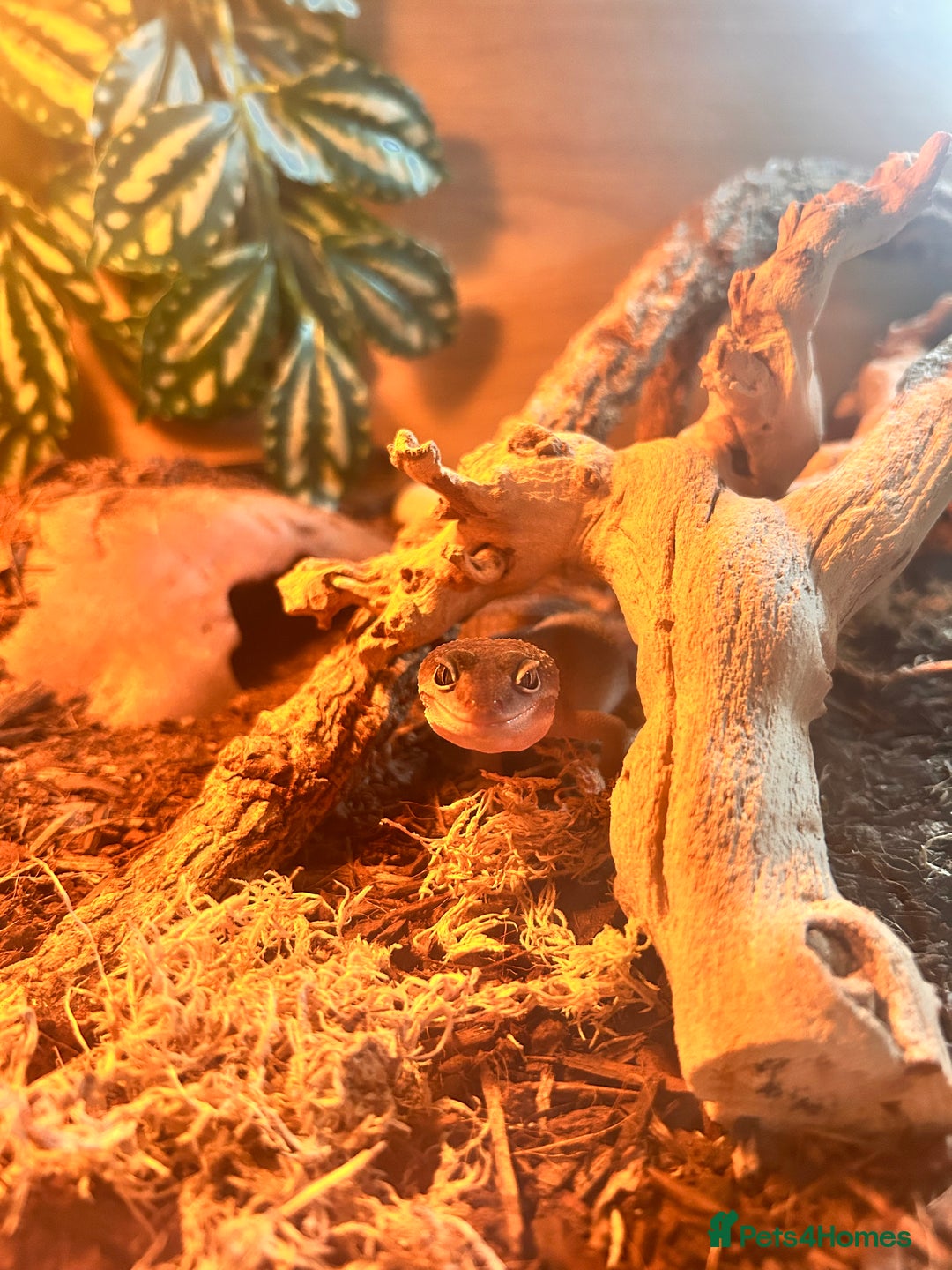 Leopard Gecko reptiles for sale: only selling the crested gecko. lg aren’t for sale - Advert 3