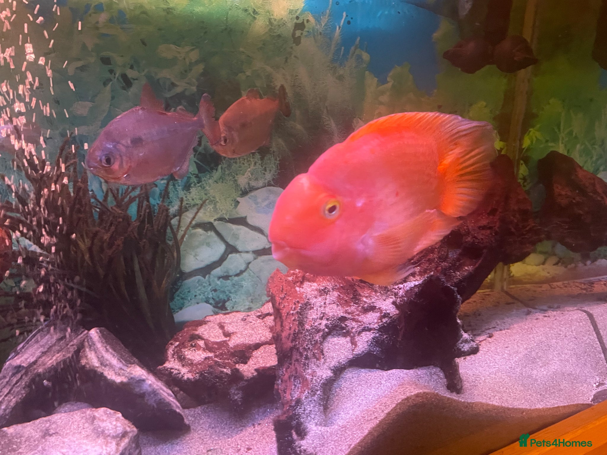 Cichlids fish for sale: Parrot fish for sale - Advert 1