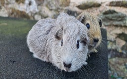 Guinea Pig rodents for sale: Male guinea pigs - Image 3