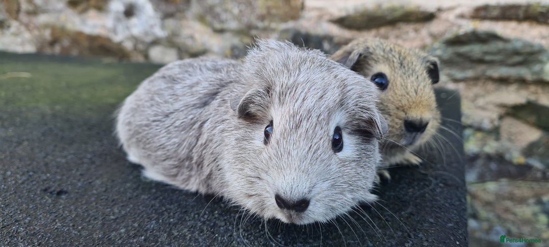 Guinea Pig rodents for sale: Male guinea pigs - Image 3