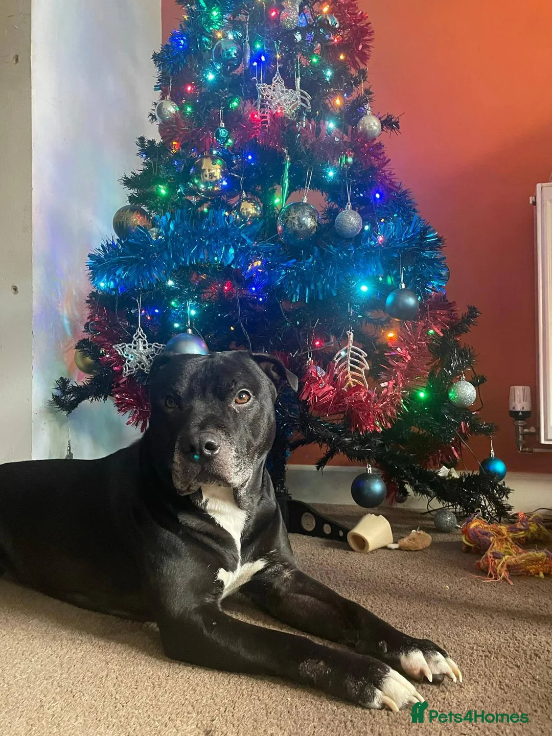 Mixed Breed dogs for adoption: 💙PO💙 5 yo boy- gentle, kind and loving soul in Worthing - Advert 1