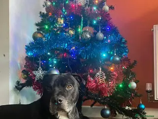 Mixed Breed dogs 💙PO💙 5 yo boy- gentle, kind and loving soul in Worthing - Advert 3