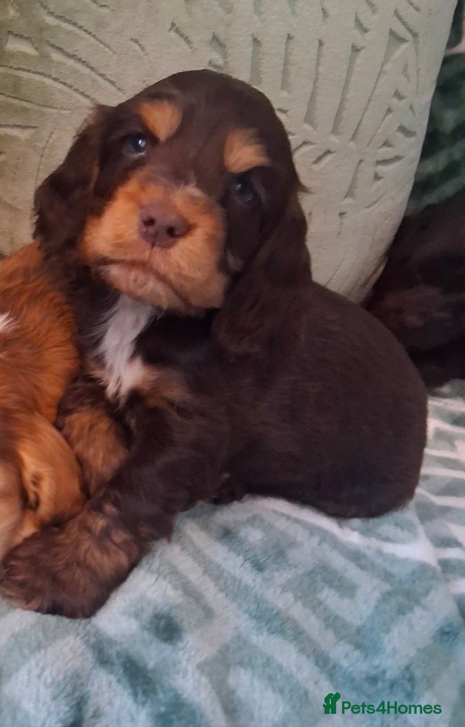 Cocker Spaniel dogs Beautiful KC Reg Showtype Cocker Spaniel puppies  - Advert 2