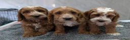 Cockapoo dogs for sale: Beautiful red pups from health tested parents - Advert 10