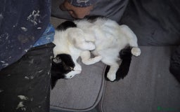 British Shorthair cats for sale: 1xmale black & white and 1xfemale Calico colours  - Image 6