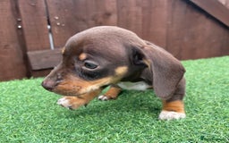 Dachshund dogs for sale: 5 beautiful dachshund puppies available !!!!!! - Image 5