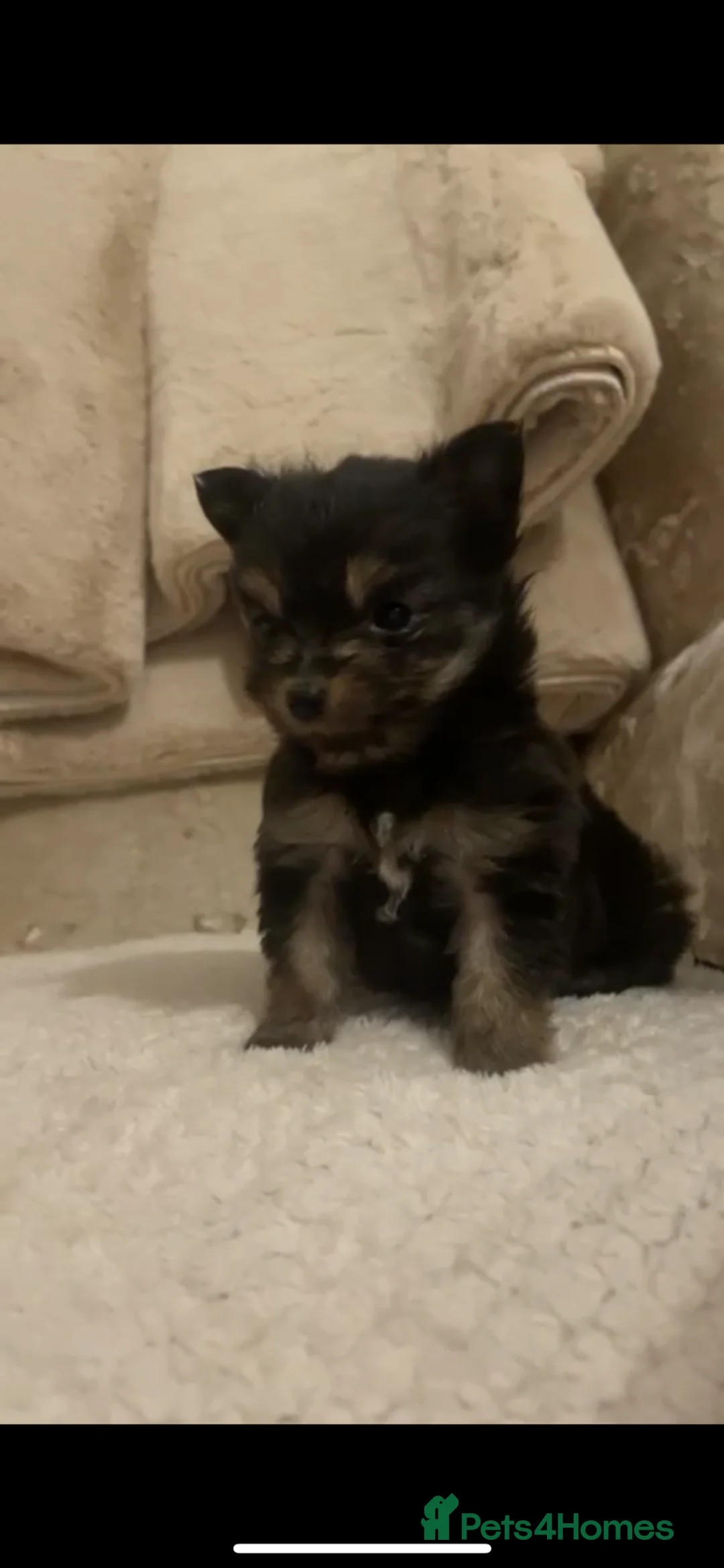 Pomeranian dogs for sale: Mini Pomeranian puppy - Advert 2