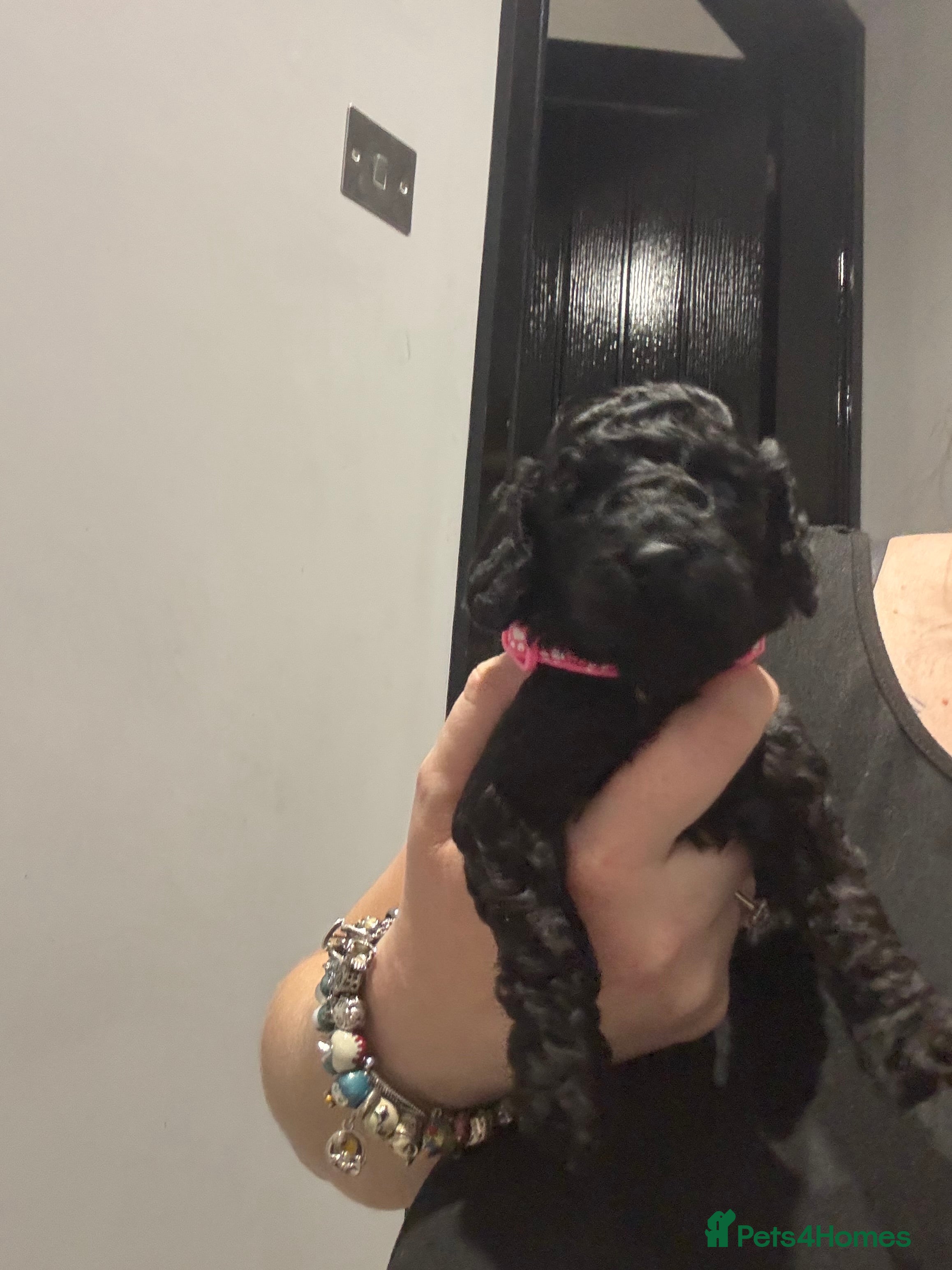 Cockapoo dogs Ready now! 2 females left!! F1b cockapoos!!! - Advert 15