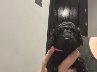 Cockapoo dogs Ready now! 2 females left!! F1b cockapoos!!! - Advert 15