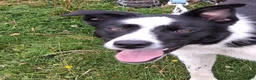 Border Collie dogs for sale: Goofy Border Collie - Advert 3