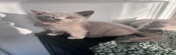 British Shorthair cats for sale: GCCF Registered BSH kittens - READY SOON!!  - Advert 6