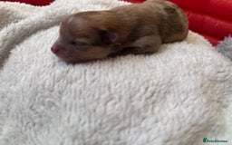 Pomeranian dogs for sale: Beautiful Pomeranian Puppies🩷 - Image 12