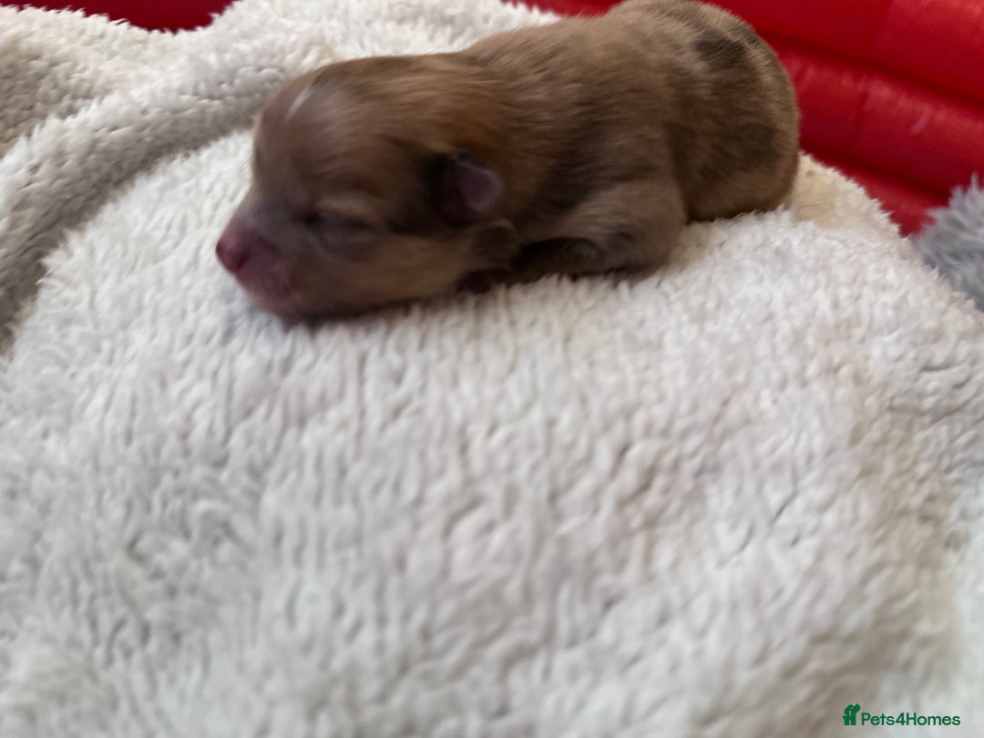 Pomeranian dogs for sale: Beautiful Pomeranian Puppies🩷 - Image 12