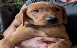 Labrador Retriever dogs for sale: Red Fox Labradors  in Wigston - Image 6