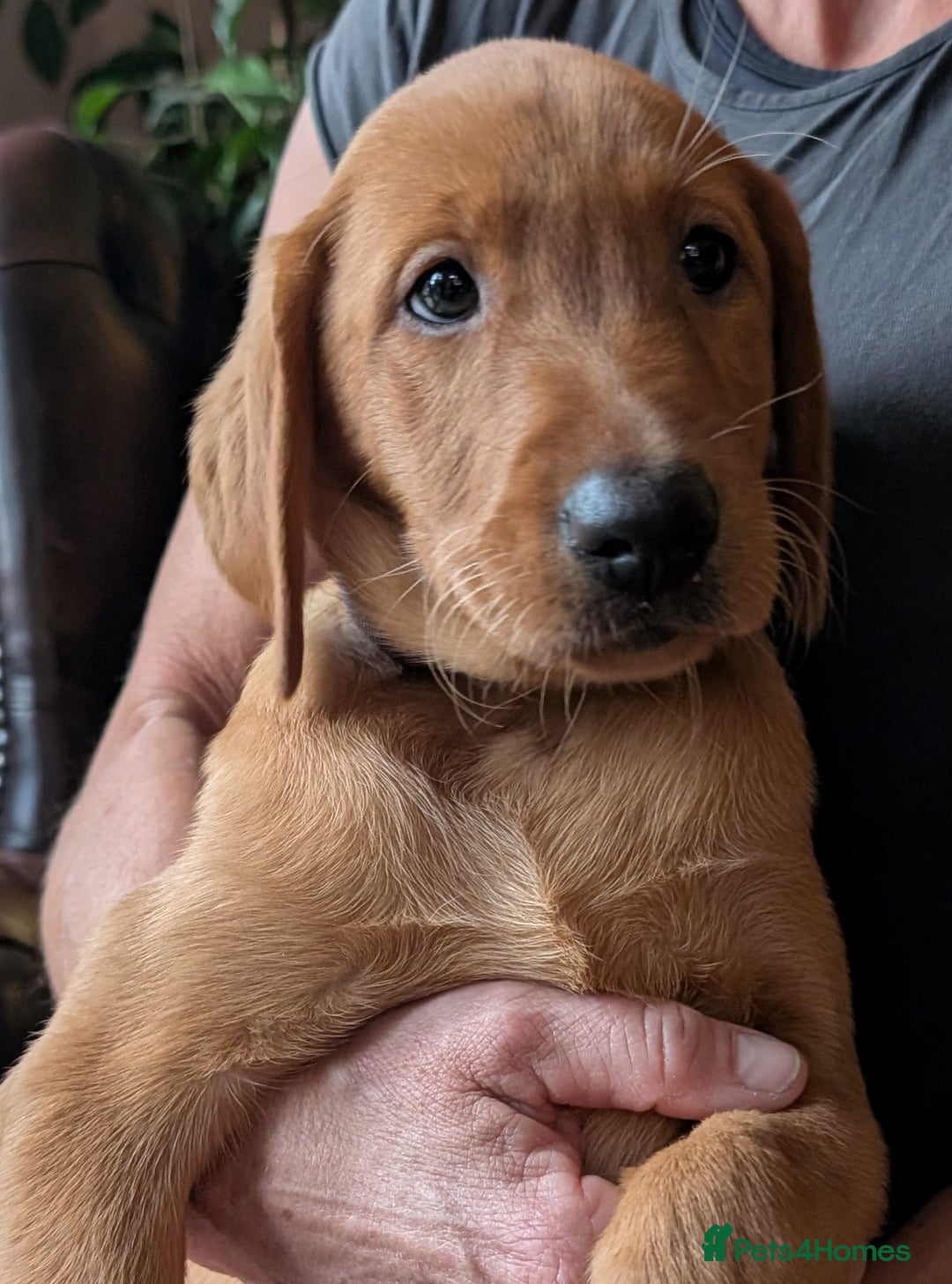 Labrador Retriever dogs for sale: Red Fox Labradors  in Wigston - Image 6