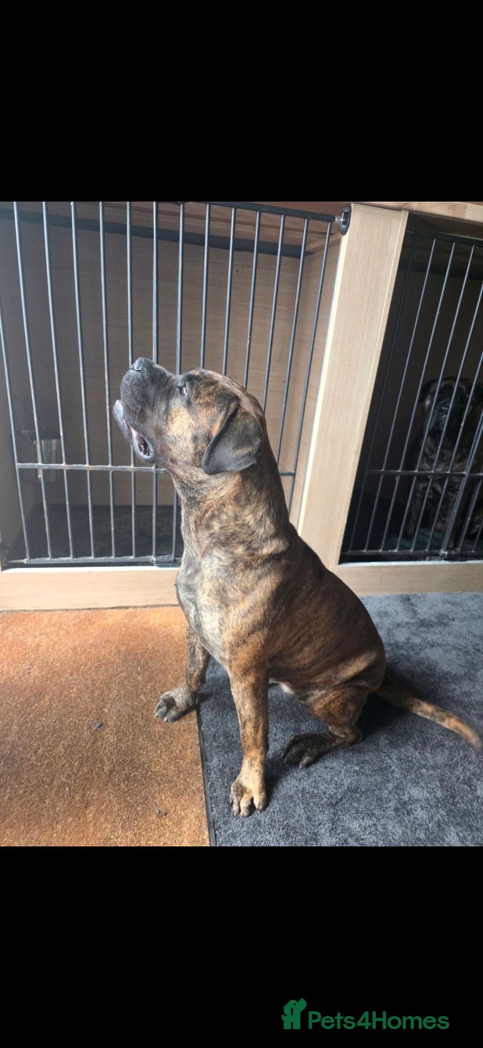 Bullmastiff dogs Female Bullmastiff 2 Year old Pup - Advert 6