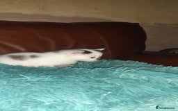 Manx cats for sale: Manx kitten  - Image 3