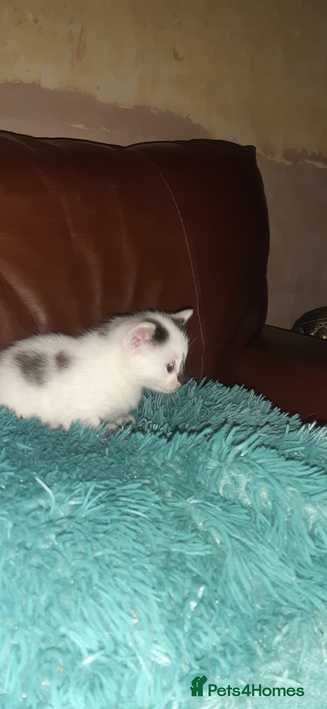 Manx cats for sale: Manx kitten  - Image 3