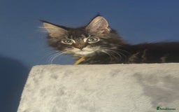 Maine Coon cats for sale: Last super loving boy left tica reg + vaccinated - Image 8